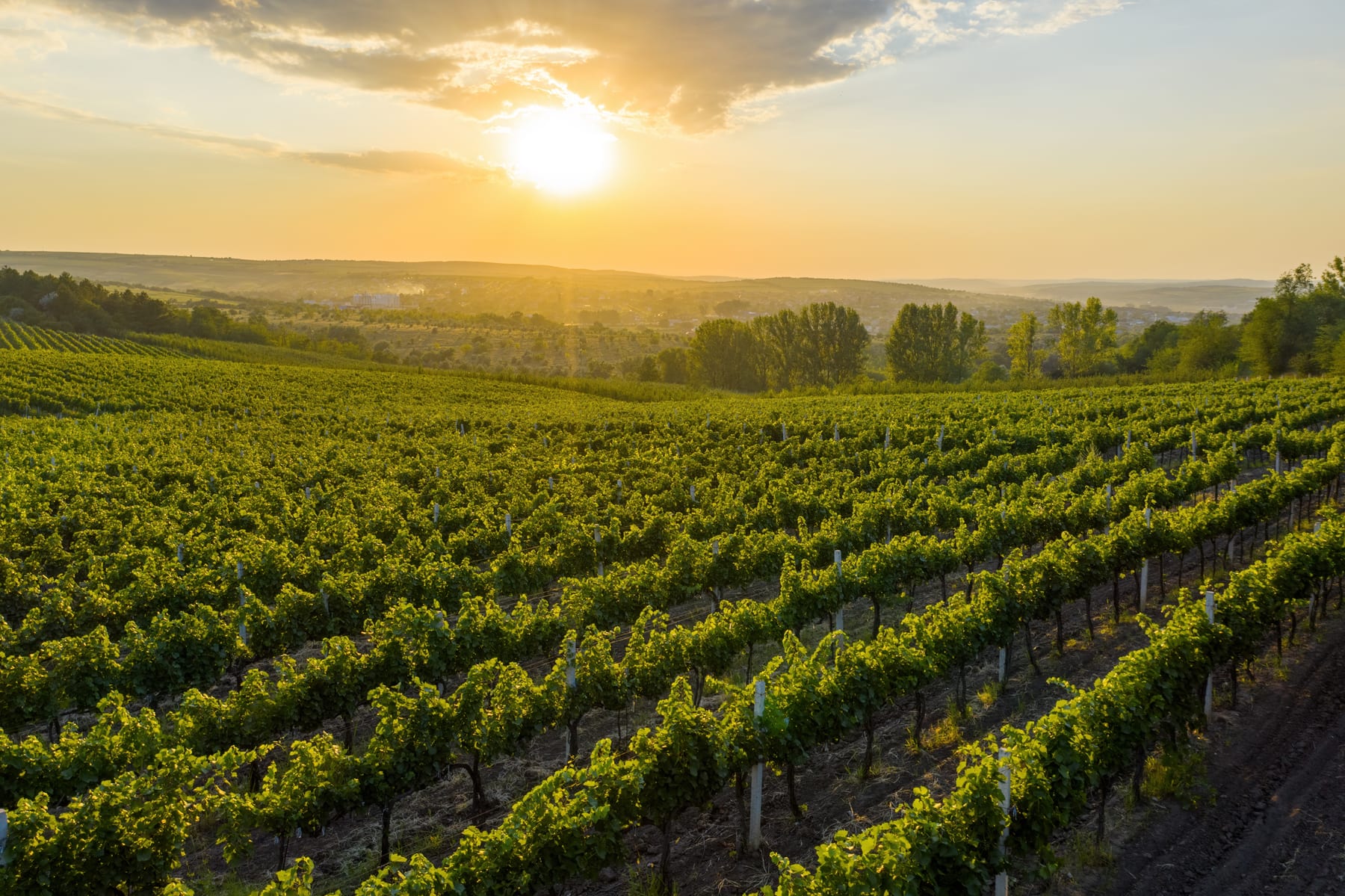 Vineyard rows glowing under a golden sunset